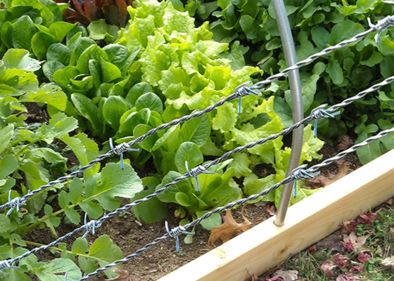 Q235 Low Carbon Steel Fully Galvanised Barbed Wire 12 Guage Hot Dipped